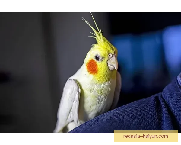 西甲红白鹦鹉状态回暖，近期表现值得关注